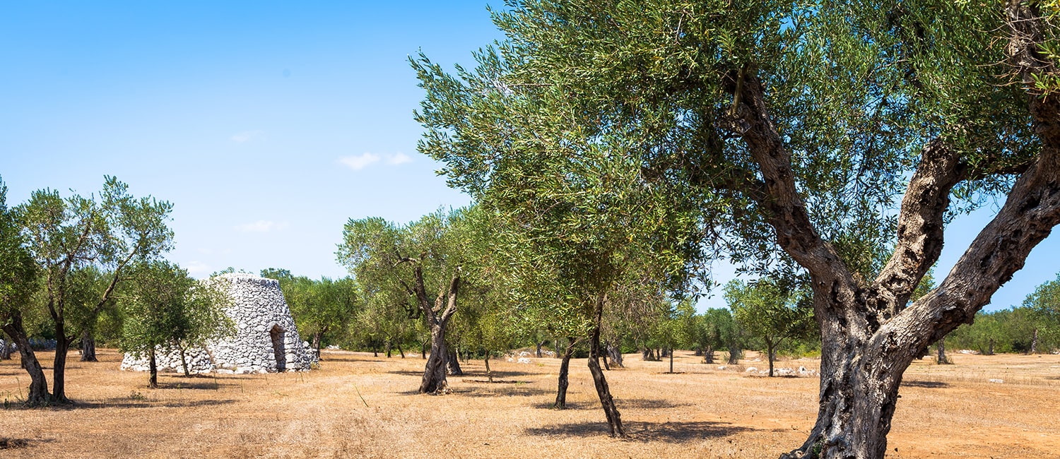 Nel Salento, a sud dell'Italia, un magazzino rurale tradizionale chiamato Furnieddhu nel dialetto locale.